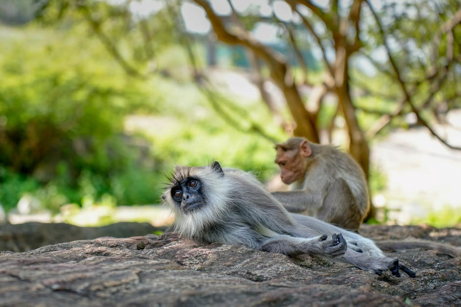 fingerling monkey instructions